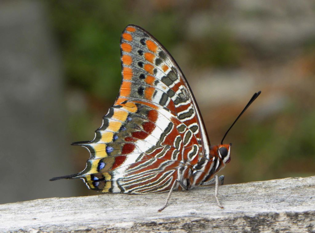 Charaxes jasius dalla Corsica